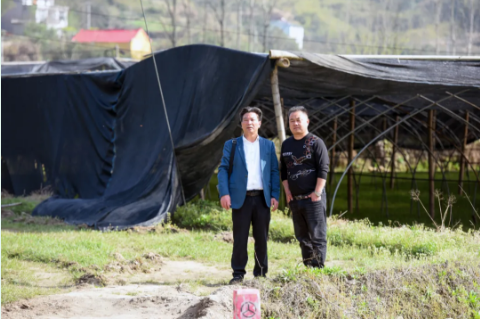 康美来集团董事长余春富考察果子园灵芝基地