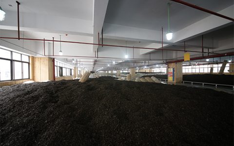 5月的安化：黑毛茶生产正当时