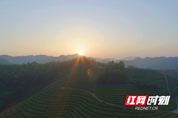 带你看华莱：一杯好茶从源头开始就很“较真”