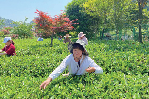 安化生态茶园美如画