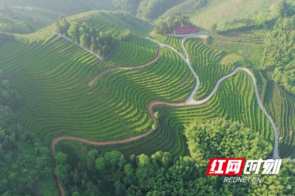 带你看华莱：一杯好茶从源头开始就很“较真”