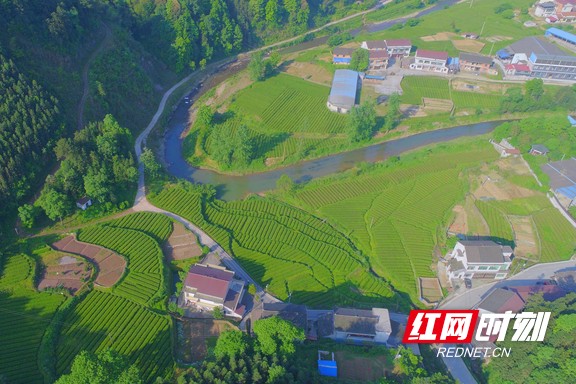 带你看华莱：一杯好茶从源头开始就很“较真”