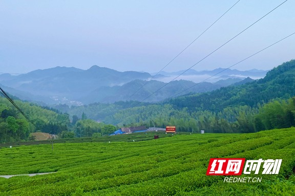 带你看华莱：一杯好茶从源头开始就很“较真”