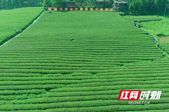 带你看华莱：一杯好茶从源头开始就很“较真”