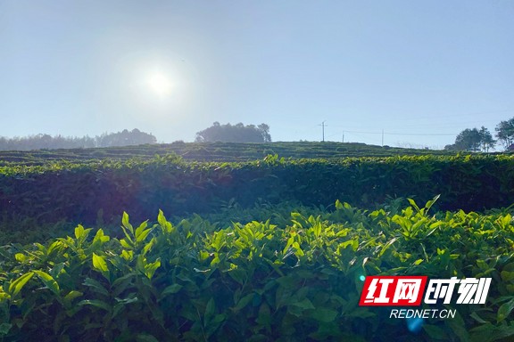 带你看华莱：一杯好茶从源头开始就很“较真”