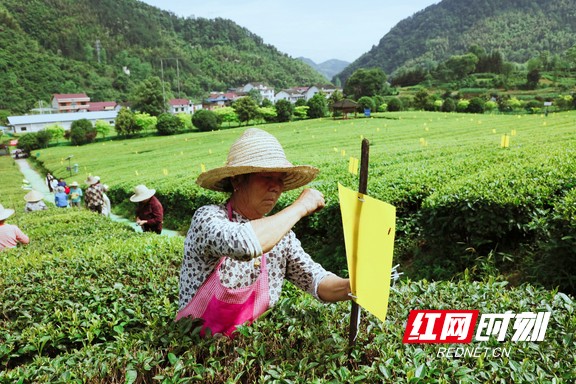 带你看华莱：一杯好茶从源头开始就很“较真”