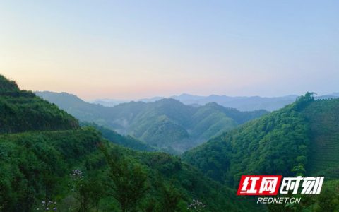 带你看华莱：一杯好茶从源头开始就很“较真”