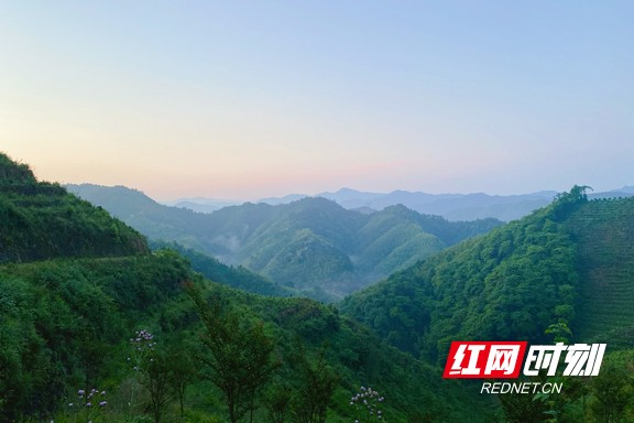 带你看华莱：一杯好茶从源头开始就很“较真”