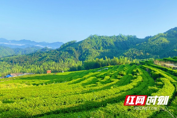 带你看华莱：一杯好茶从源头开始就很“较真”