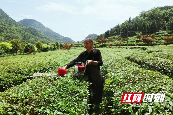 带你看华莱：一杯好茶从源头开始就很“较真”