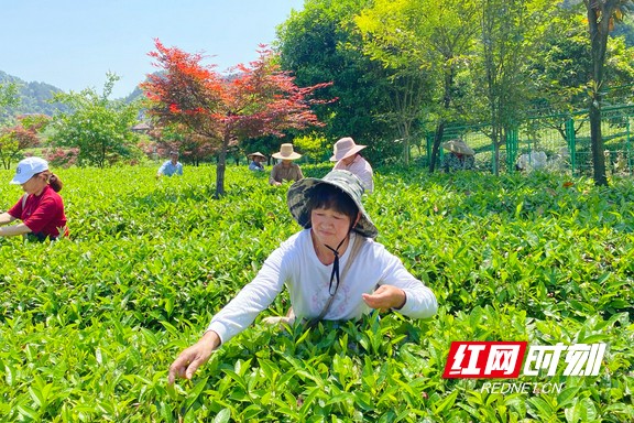 带你看华莱：一杯好茶从源头开始就很“较真”