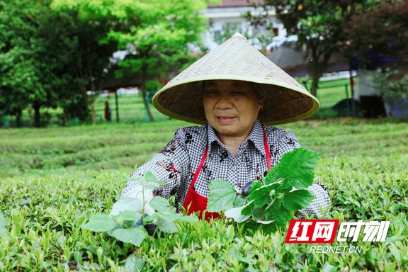 带你看华莱：一杯好茶从源头开始就很“较真”