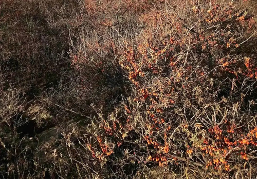 艾多美“沙棘公益林种植项目”艾公益不断延续