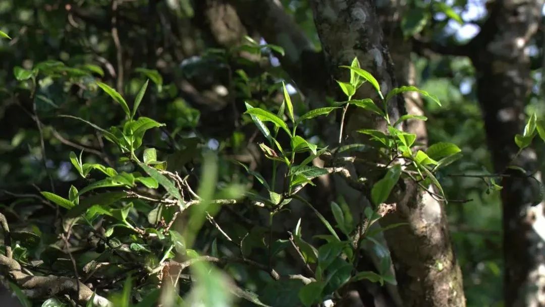 理想焦家良携《关于解决云茶产业市场营销瓶颈的建议》提案出席云南省“两会”