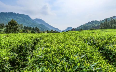 理想华莱86道质量把关，为品质消费保驾护航！