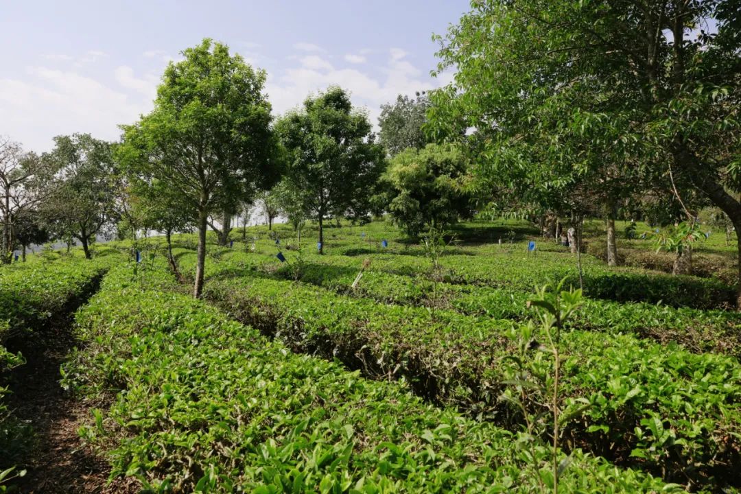 理想华莱全国优秀茶商代表同游中华普洱茶博览苑，置身万亩茶园，品味春芽茶香