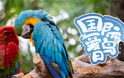 和治友德|国际爱鸟日：保护生态环境爱护鸟类
