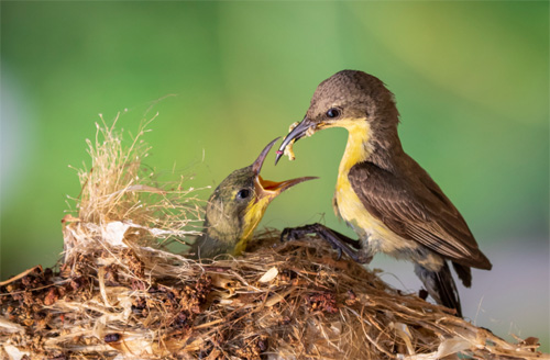 和治友德|国际爱鸟日：保护生态环境爱护鸟类