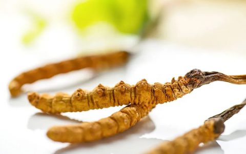 安发在真菌学领域的“哥德巴赫猜想”——青藏冬虫夏草人工仿生栽培上获重大成果