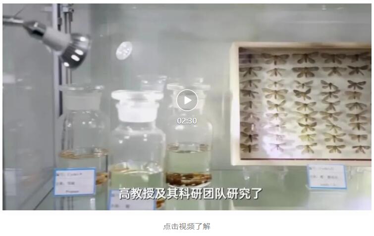 安发在真菌学领域的“哥德巴赫猜想”——青藏冬虫夏草人工仿生栽培上获重大成果