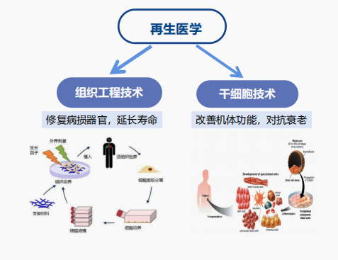 海之圣全球战略驶入快车道 全球科研加速成型，全球营销日益增强