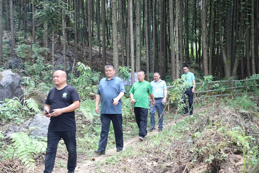 助力乡村振兴｜绿之韵胡国安董事长应邀出席第四届“湖南黄精”高峰论坛暨“安化黄精”推介会