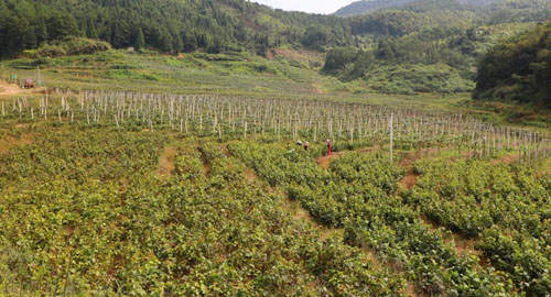 安发安沛猕猴桃通过中国良好农业规范认证