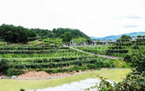 安发安沛猕猴桃通过中国良好农业规范认证