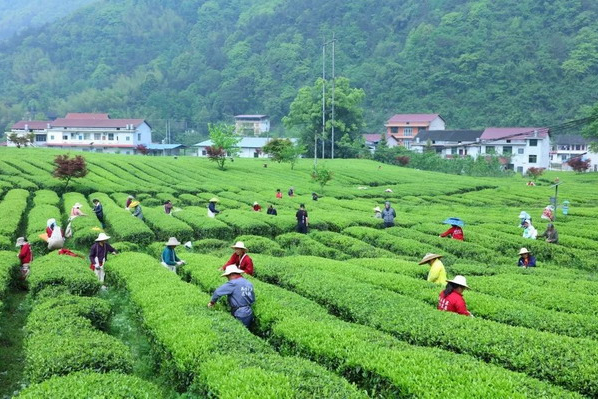 理想华莱|中国质量报：大美安化 畅享24小时健康茶生活