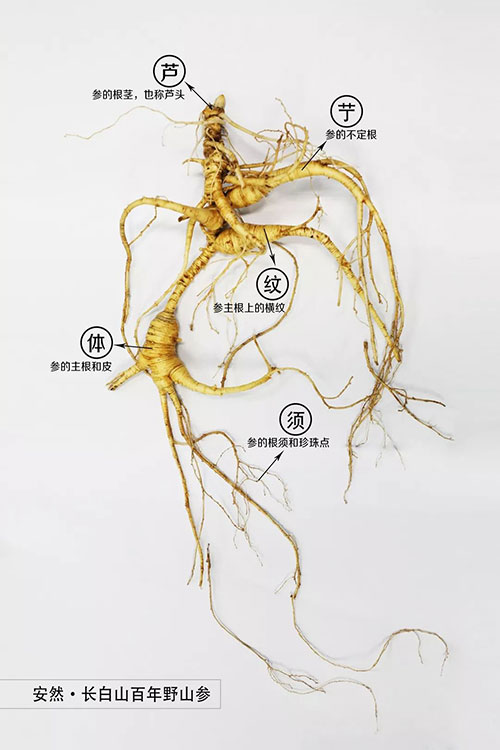 安然|威海电视：昔日贵族如何飞入寻常百姓家