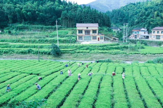 理想华莱：一片茶叶，铸造出一方乡村振兴高地