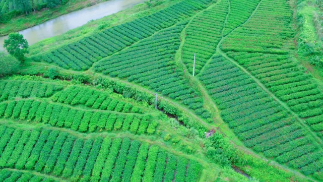 理想华莱：一片茶叶，铸造出一方乡村振兴高地