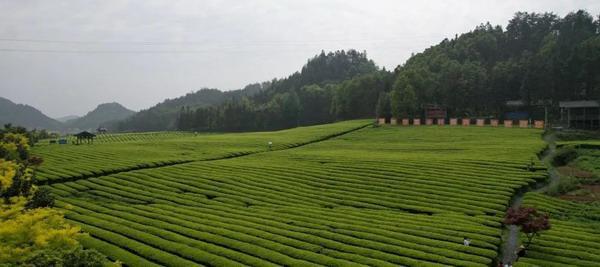 新湖南客户端：华莱已来——湖南华莱生物科技有限公司