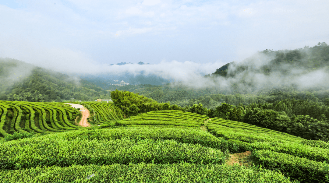 理想华莱：刘仲华院士做客央视，讲述中国茶叶深加工领域十年发展