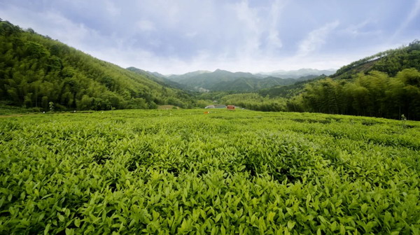 中国黑茶，乡村振兴丨理想华莱全“心”出发