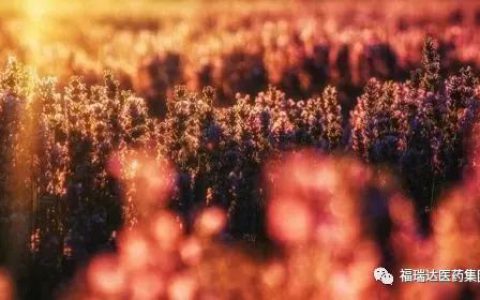 福瑞达 | 从一粒种子到万亩花海，创造中国薰衣草的芬芳传奇