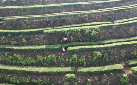 绿色防控，理想华莱茶园冬培正当时