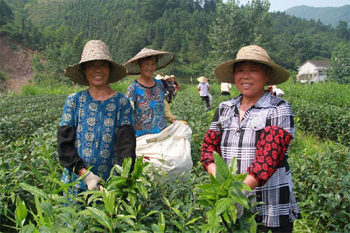 凝心聚力 理想华莱打造中国茶产业的世界品牌