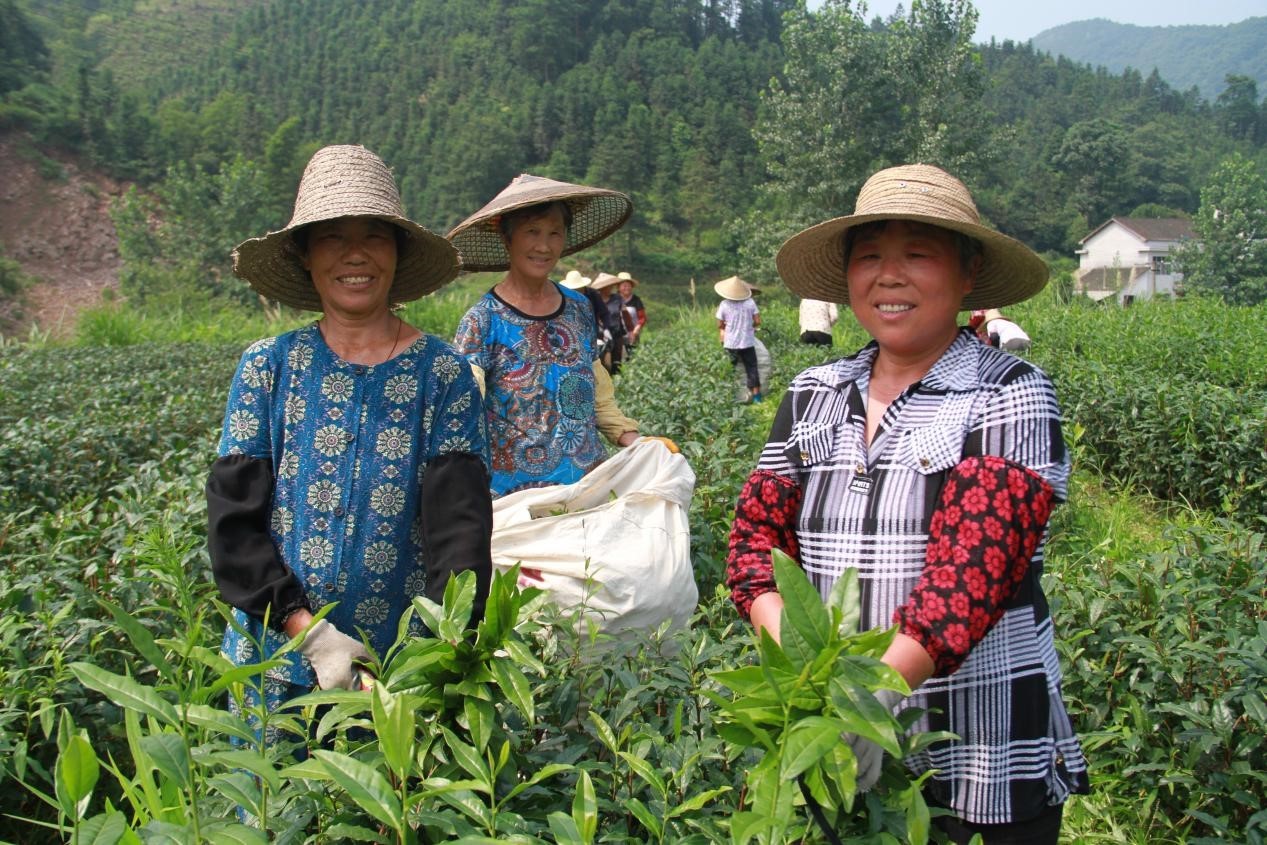 理想华莱 打造中国茶产业的世界品牌