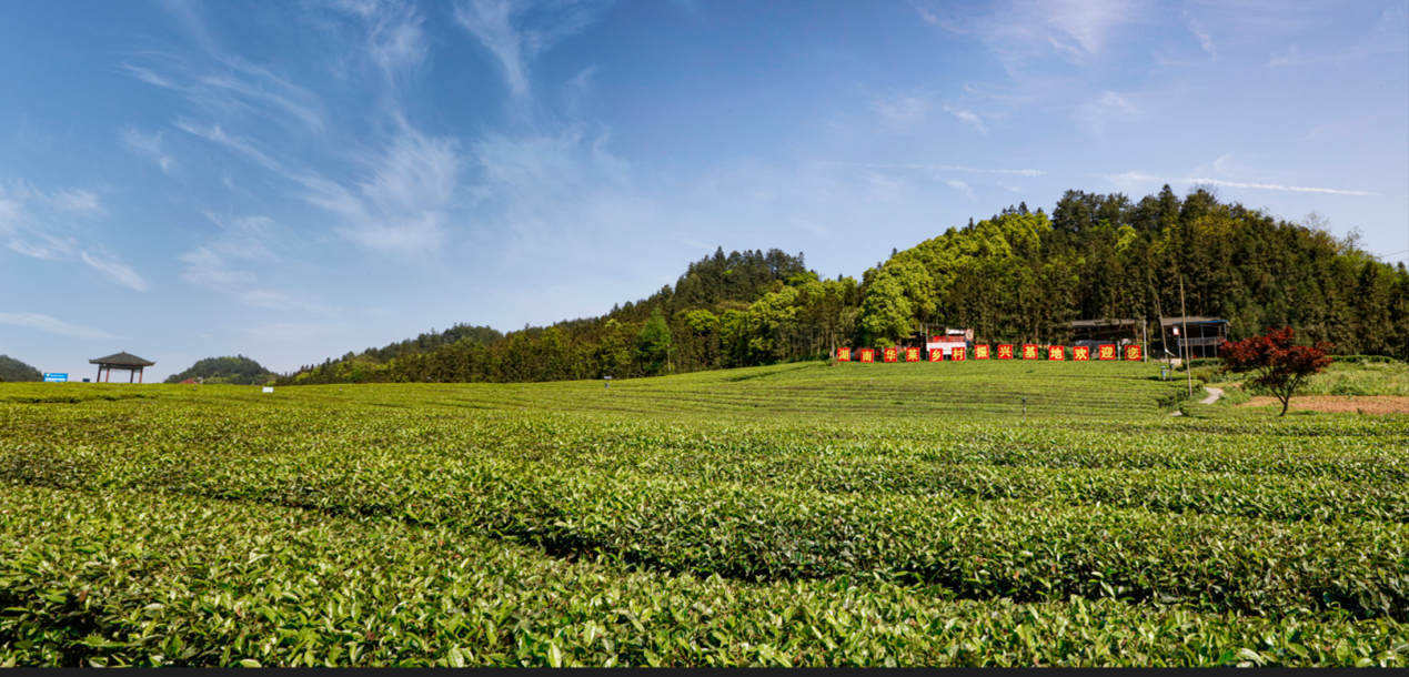 理想华莱 打造中国茶产业的世界品牌