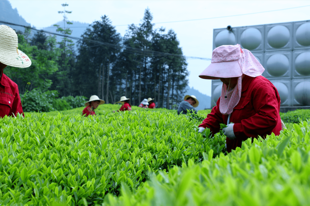 理想华莱：“中国传统制茶技艺及其相关习俗”申遗成功 “千两茶制作技艺、茯砖茶制作技艺入选