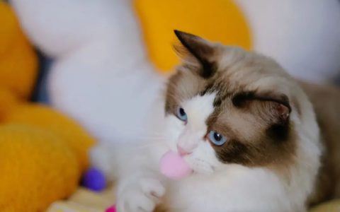 宠物保健品正火热