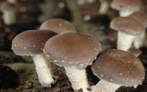 厚植文化创新模式，小“蘑菇”撑起安惠做大做强之路