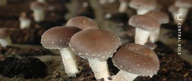 厚植文化创新模式，小“蘑菇”撑起安惠做大做强之路