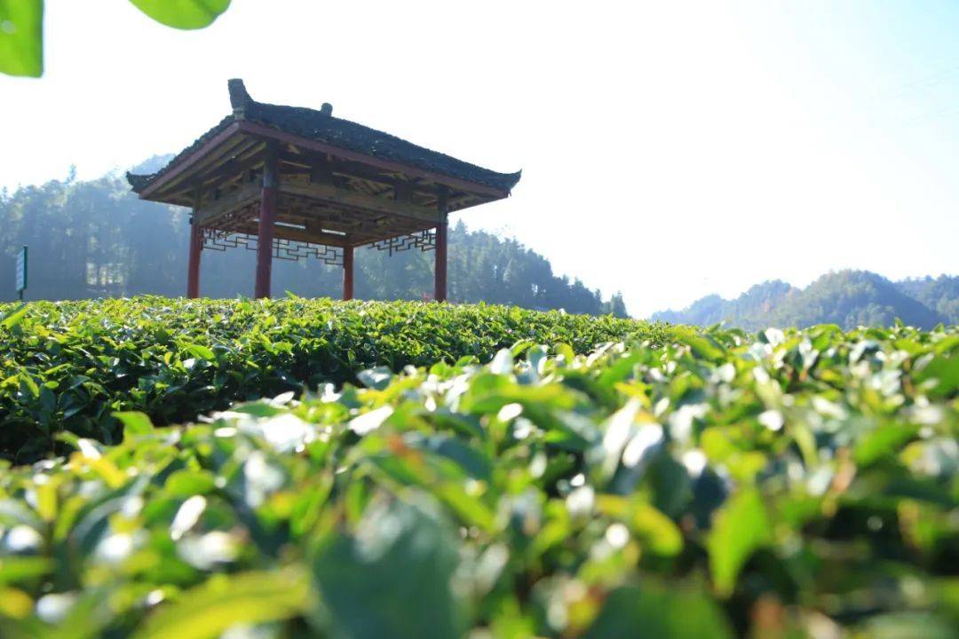 理想华莱江南茶园基地丨满足生产一杯好茶的所有要求