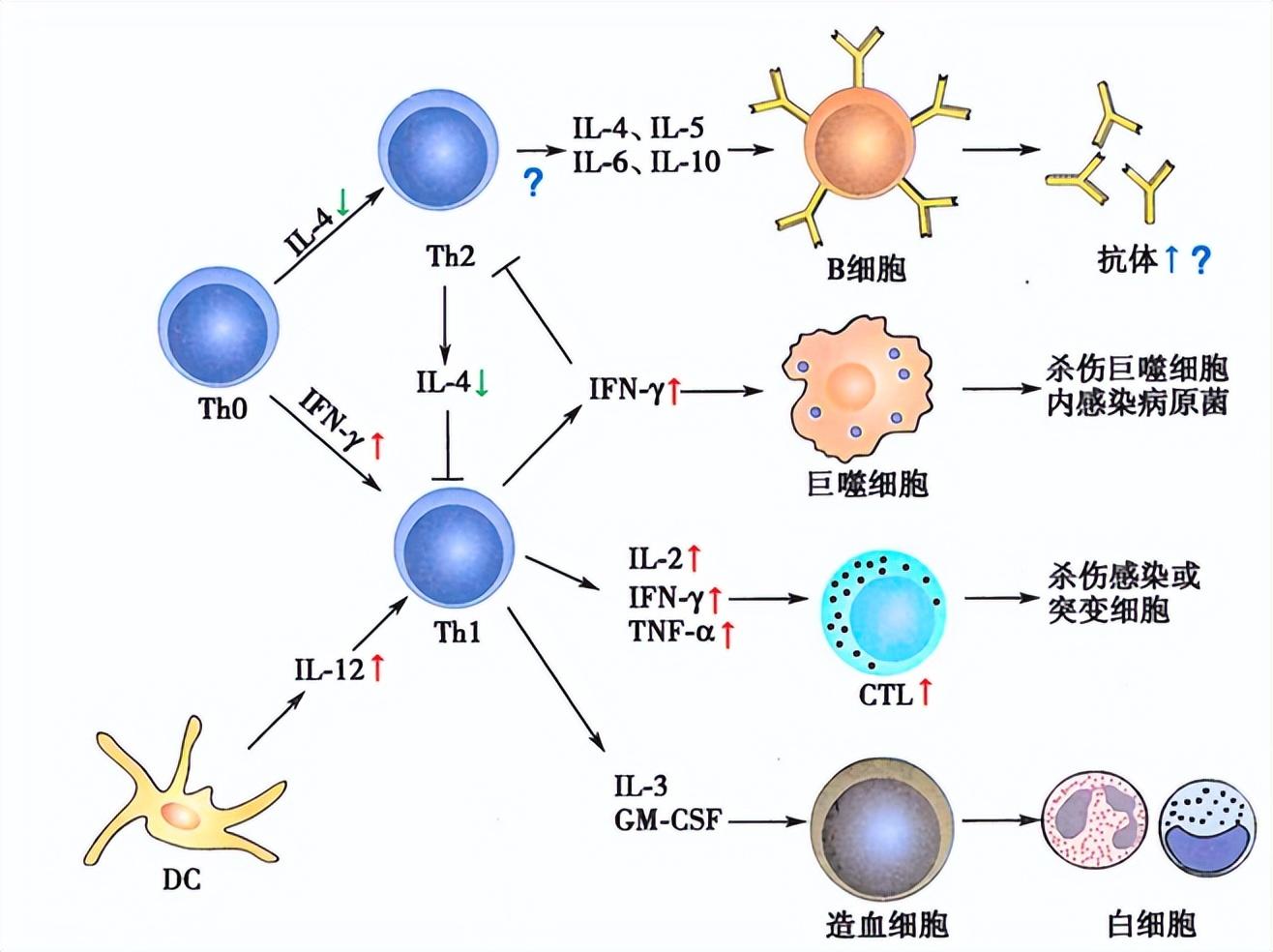 免疫力“神秘帮手”？科学家：摄入核苷酸4周，变化大不同