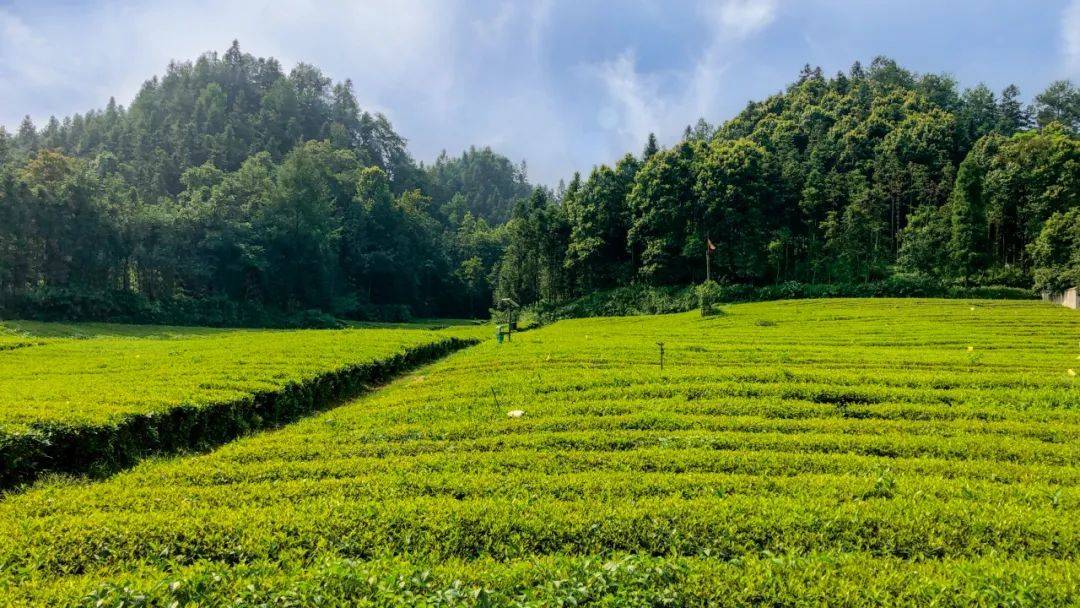 理想华莱江南茶园基地丨满足生产一杯好茶的所有要求