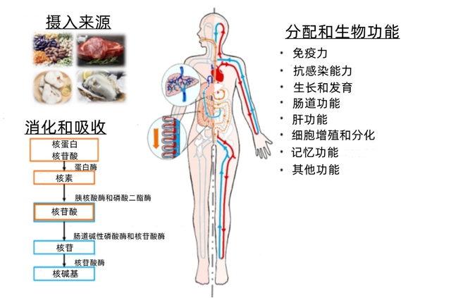 中老年免疫力低下？北大研究：核苷酸或可帮大忙