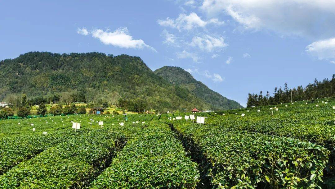 理想华莱江南茶园基地丨满足生产一杯好茶的所有要求