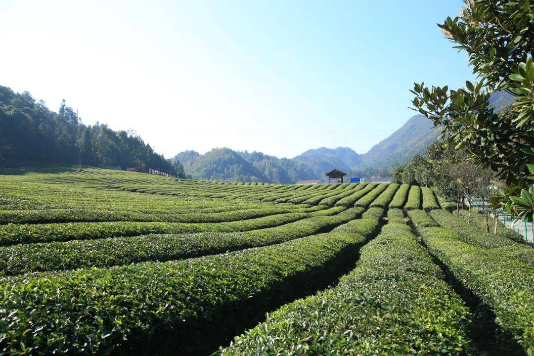 理想华莱江南茶园基地丨满足生产一杯好茶的所有要求